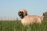 KANGAL 132